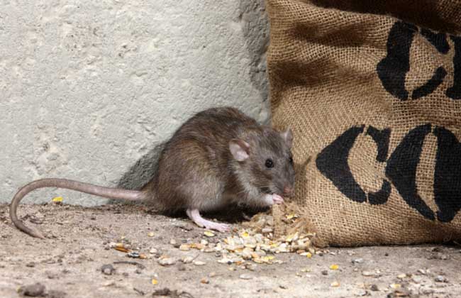 【图】老鼠会咬人吗?老鼠咬人有毒吗?
