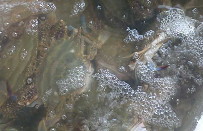 生活小常识:梭子蟹和大闸蟹的区别-装修保障网