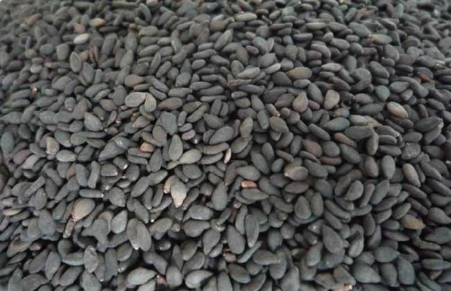 生活小常识:白芝麻与黑芝麻的区别-装修保障网