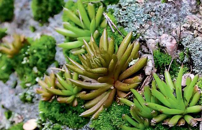 生活小常识:瓦松的功效与作用有哪些?-装修保障网