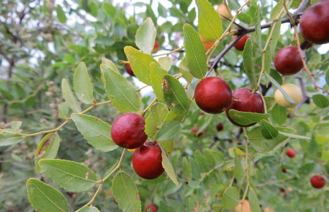 生活小常识:酸枣的功效与作用 -装修保障网