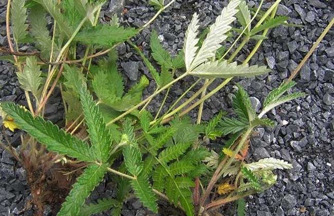 生活小常识:什么是翻白草 翻白草的功效与作用