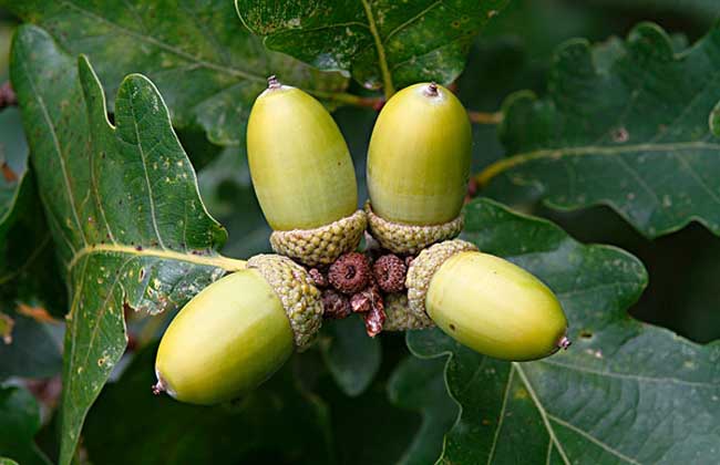 图片橡子果橡子和榛子的区别栎树果实栎树的读音橡子树的果实能吃吗