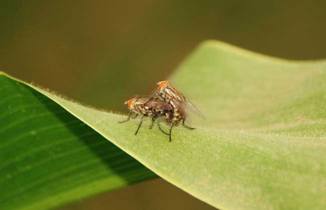 【图】苍蝇的生活习性-装修保障网