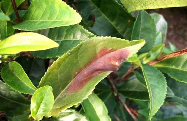 7～8月为发病盛期,病斑多发生在较嫩的叶片上,初为淡褐色圆形渍状小点