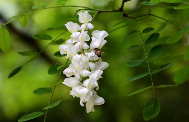 生活小常识:洋槐花的功效与作用-装修保障网