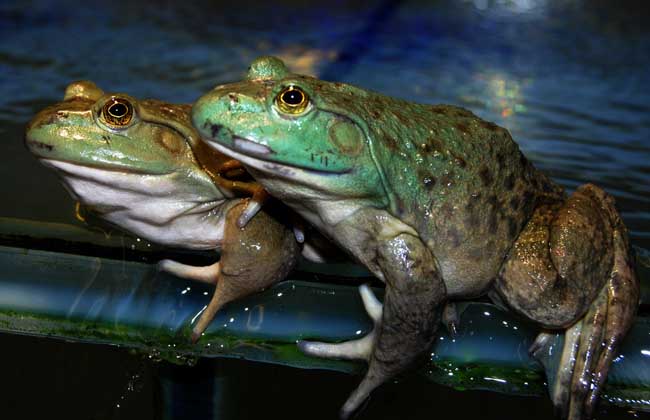【图】石蛙和牛蛙的区别-装修保障网