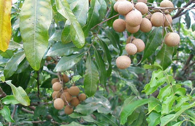 生活小常识:龙眼和荔枝的区别-装修保障网