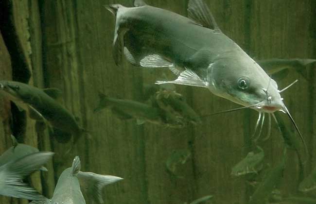 生活小常识:黑鱼和鲶鱼的区别-装修保障网