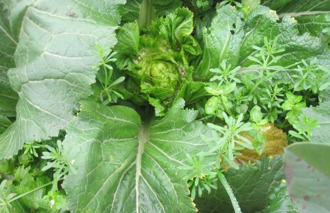【图】儿菜的种植技术