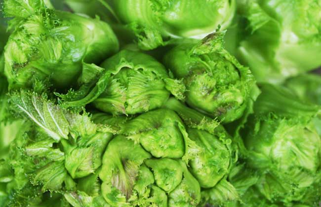 【图】儿菜的种植技术