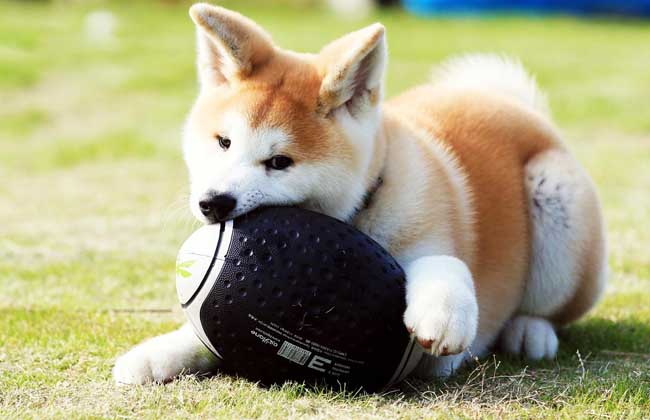 日本秋田犬