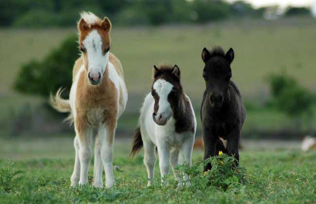 矮马和一般马匹分类一样,种马比马贵大约一倍,受训马比非受训