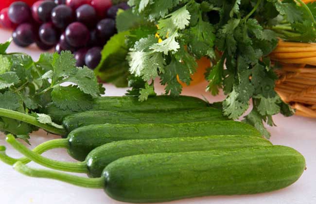 水果黄瓜是转基因吗 水果黄瓜的种植技术-装修