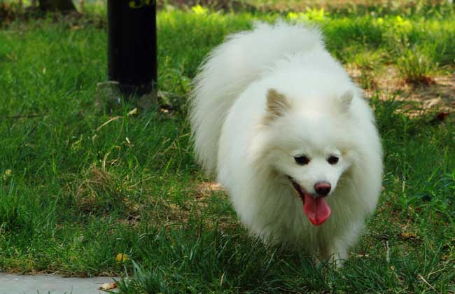 【图】狐狸犬多少钱一只 狐狸犬的选购要点