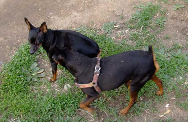 纯种的迷你杜宾犬价格在4000元左右,具备一切迷你杜宾犬的特征,并有