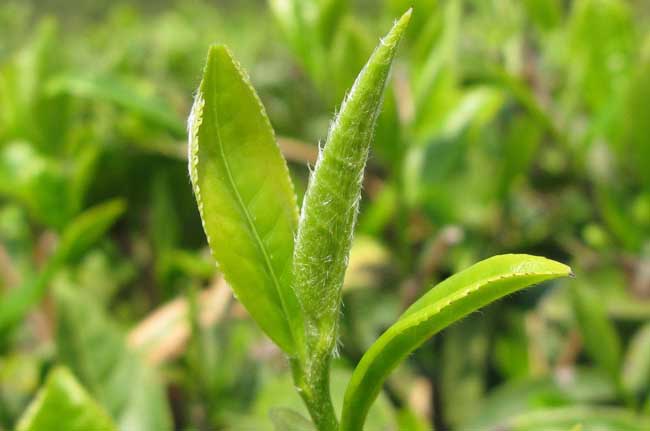 【图】春季茶园管理抓六招促春茶增效-装修保