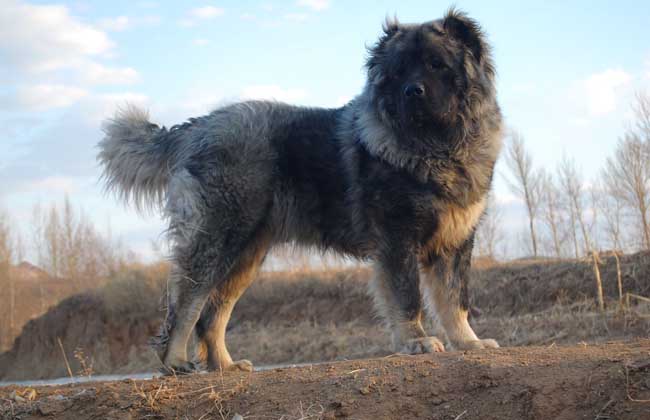 学装修 家居生活 生活热点 正文     高加索犬是世界上体形最大的猛犬