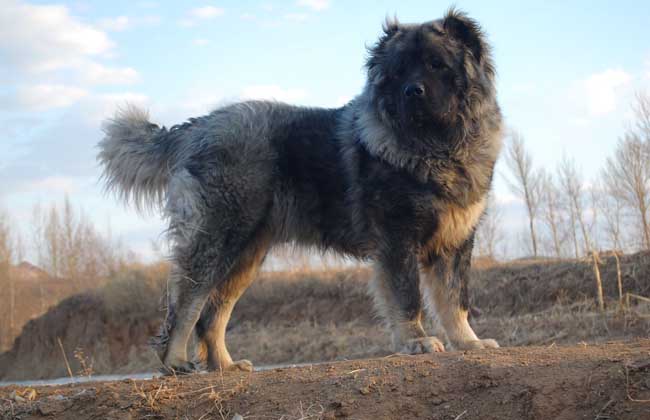【图】高加索犬价格是多少 高加索犬怎么养