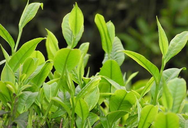 茶树种植中茶芽瘿蚊的防控技术-装修保障网