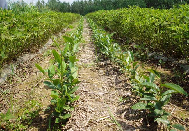 茶树栽植的茶籽直播和茶苗移栽技术-装修保障