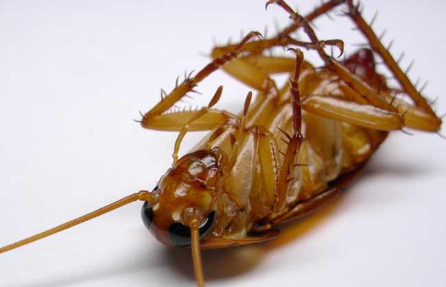 只有蟑螂会继续它们的生活,这是因为通常情况下人类身体