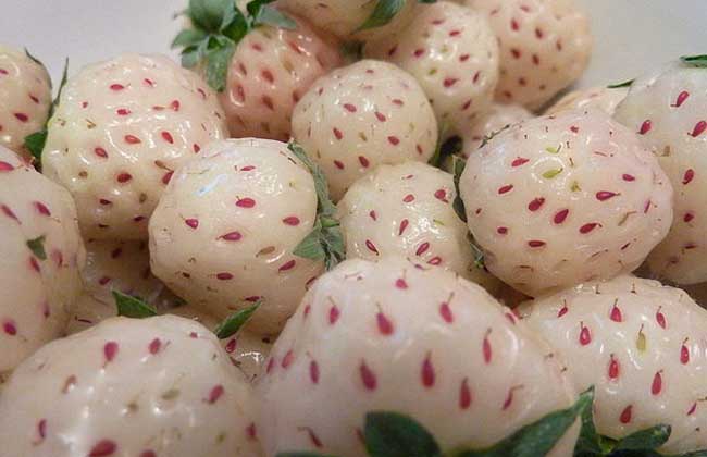 【图】菠萝莓多少钱一斤?菠萝莓的选购-装修保障网