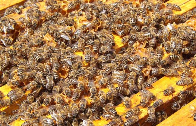 【图】蜜蜂多少钱一箱?-装修保障网