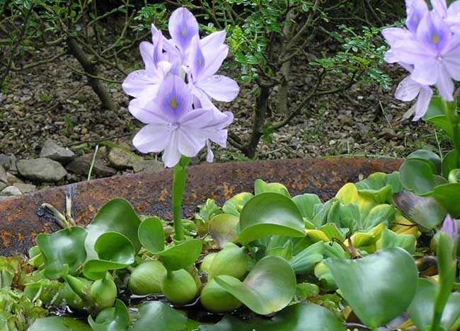 生活小常识:水葫芦的危害与防治方法