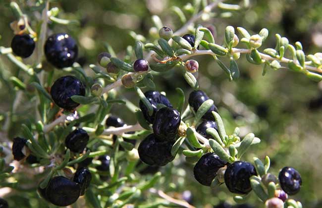 【图】黑枸杞多少钱一斤?黑枸杞的真假鉴别-装