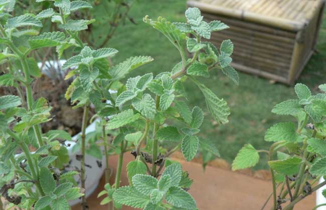 生活小常识:荆芥的功效与作用介绍