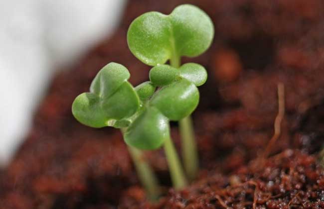 【图】白菜种植时间是什么时候?-装修保障网