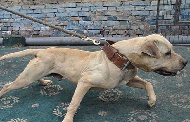 【图】比特犬多少钱一只 比特犬的挑选方法