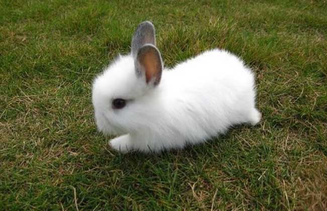 【图】安哥拉兔多少钱一只? 安哥拉兔品种-装修保障网