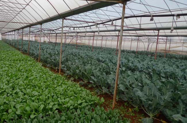 【图】大棚蔬菜种植利润-装修保障网