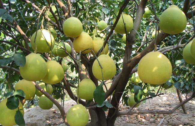 【图】广西沙田柚价格多少钱 沙田柚的选购方