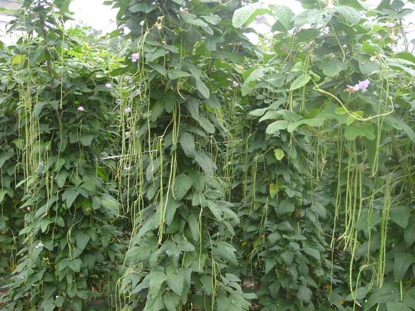 【图】豇豆种植技术介绍-装修保障网