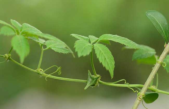 生活小常识:绞股蓝茶的制作方法 绞股蓝茶的功效与作用