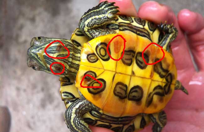 【图】巴西龟多少钱一只 巴西龟的选购方法-装