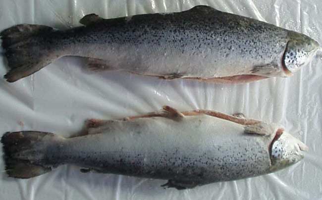 【图】三文鱼市场价格 三文鱼怎么吃-装修保障
