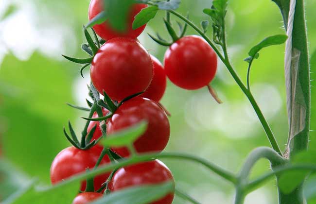 生活小常识:吃圣女果有什么好处-装修保障网