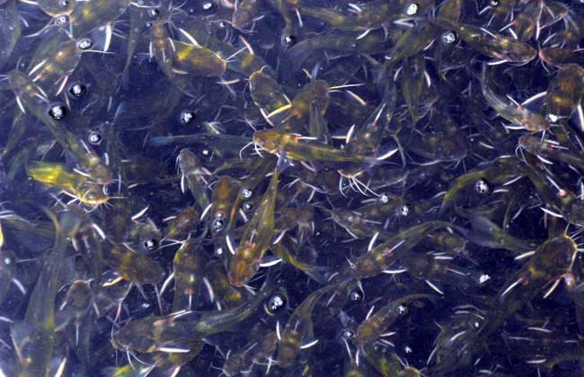 【图】黄颡鱼的营养价值-装修保障网
