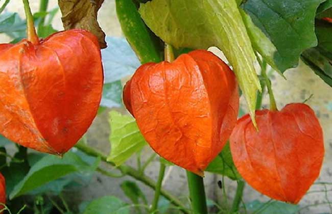 生活小常识:姑娘果的功效与作用介绍-装修保障