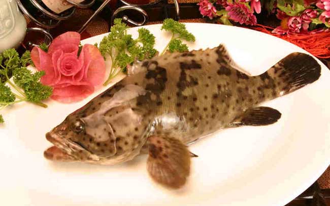生活小常识:石斑鱼的营养价值 石斑鱼的食用禁