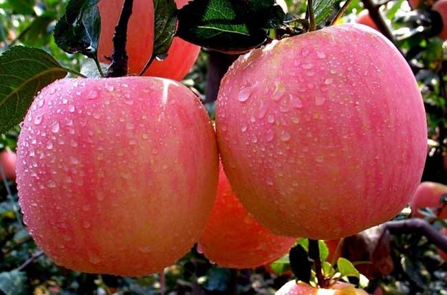 生活小常识:苹果的营养价值 苹果的功效与作用