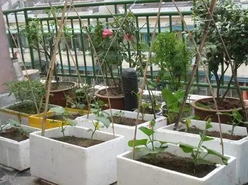 在阳台种菜方法案例