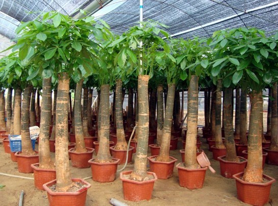 发财树种植和养护管理技术-装修保障网