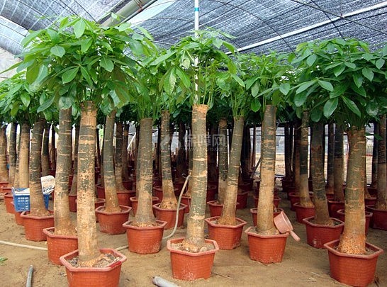发财树种植和养护管理技术