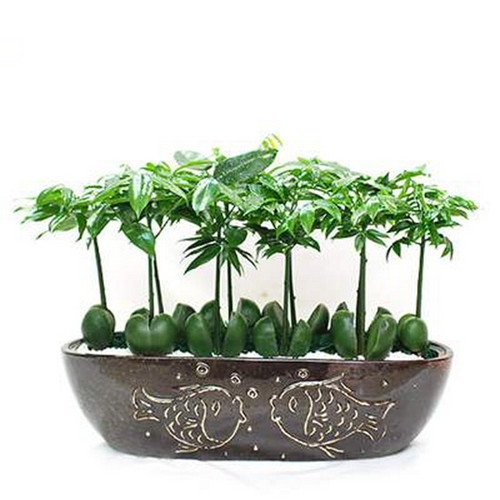办公室植物风水盘点 办公室风水花卉忌讳