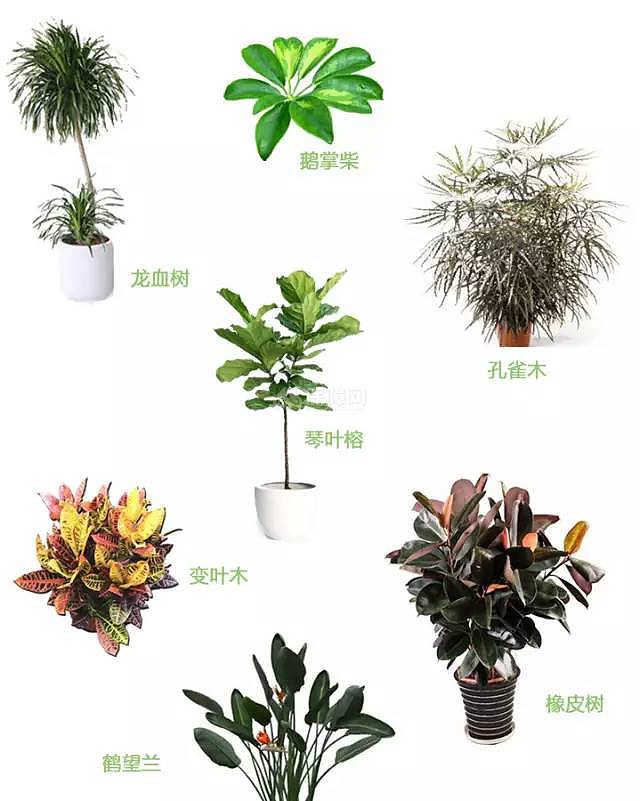 室内植物搭配指南